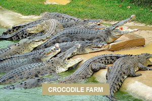 Crocodile